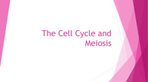 Mitosis and Meiosis Power Point Notes