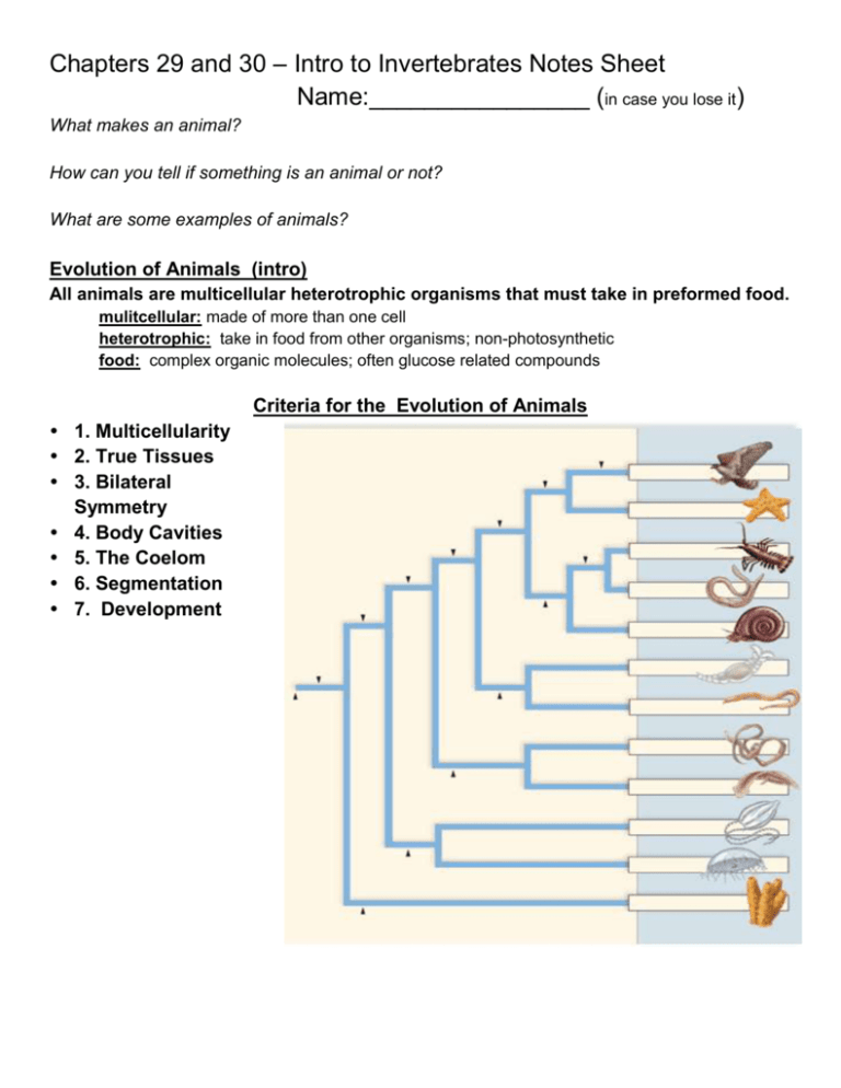 What Are Some Examples Of Animals 