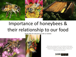 Pollination Biology - Cape Honey Factory