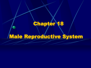 Chapter 18 Male Reproductive System