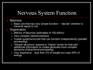 Nervous System Function