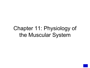 striated involuntary muscle