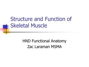 Structureskeletalmuscle - NGHS