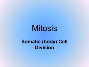 Mitosis - Mr. Smit: Life Sciences For SHS