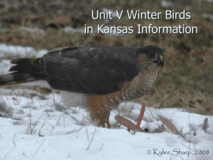 Winter Birds in Kansas Information PPT