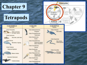 Chapter 9 Marine Tetrapods