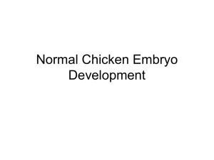 Normal Chicken Embryo Development