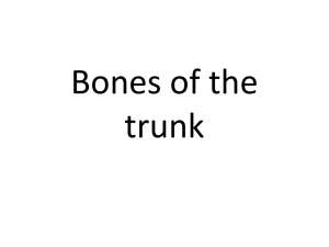 06. Bones of the trunk