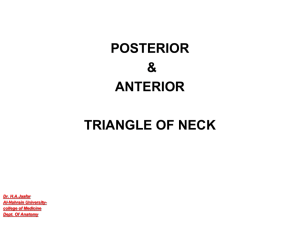 Anterior triangles