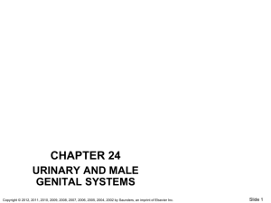 chapter 24 urinary and male genital systems