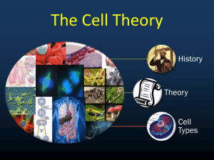 The Cell Theory .ppt