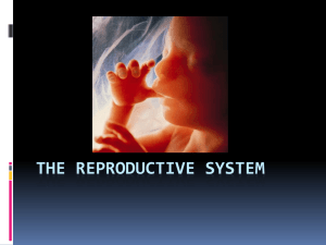 The Reproductive system