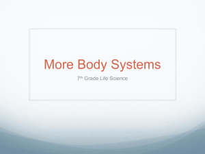 More Body Systems