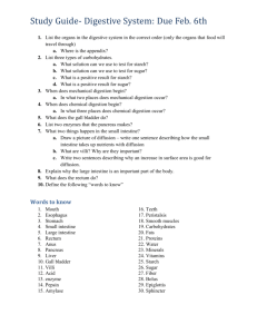 Study Guide- Digestive System