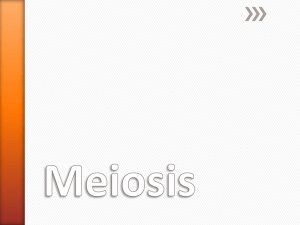 Meiosis