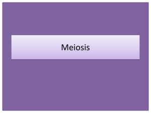 Meiosis - hurstonbiology