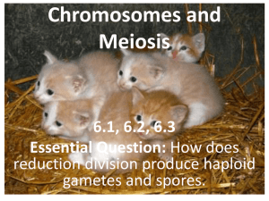 Chromosomes and Meiosis