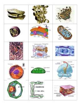 Cell Analogy Directions
