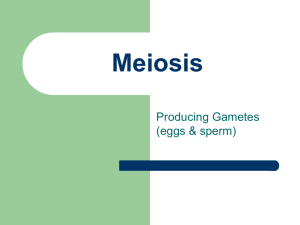 Meiosis II