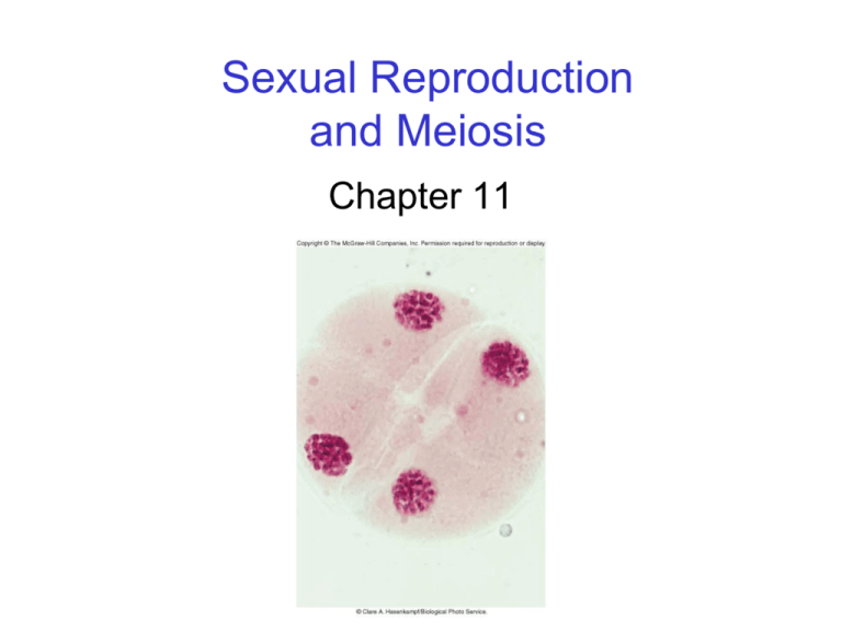 Sexual Reproduction And Meiosis 7307