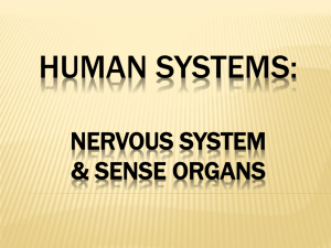 Human Systems: Nervous System & Sense Organs