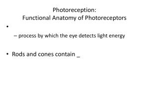 Photoreception: Functional Anatomy of Photoreceptors
