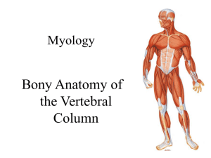 Bony Anatomy of the Vertebral Column