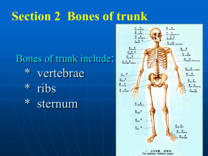 2. Thoracic vertebrae