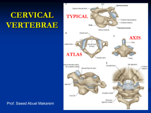 L5- cervical spines