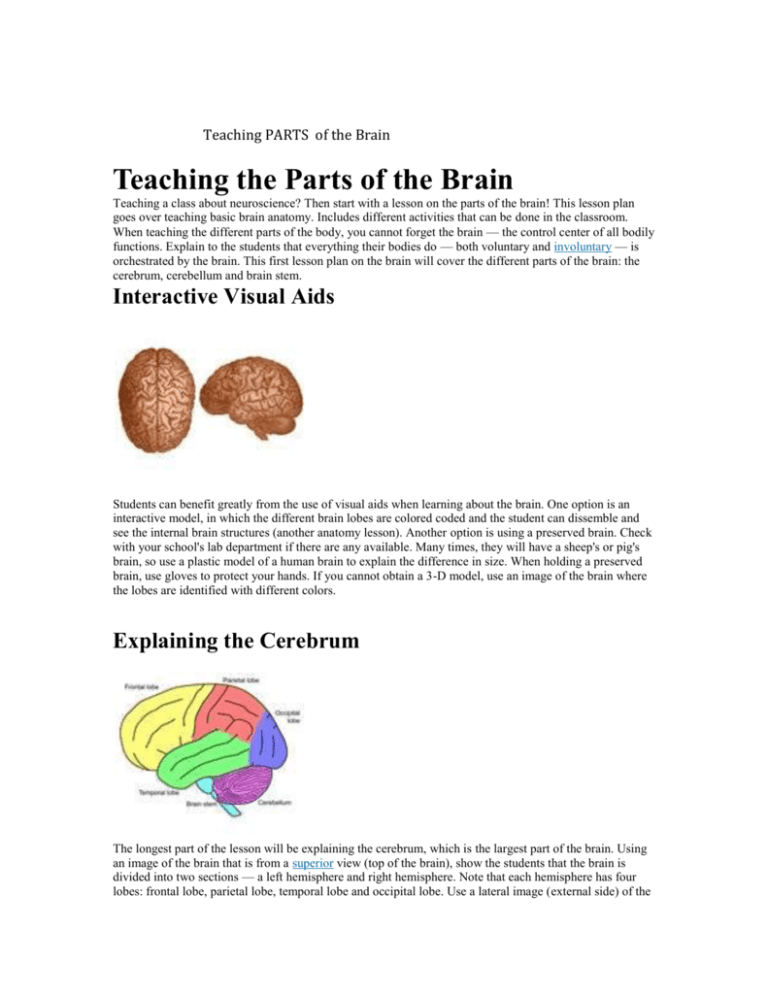 essay on parts of brain