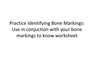 Practice Identifying Bone Markings: Use in conjuction with your bone