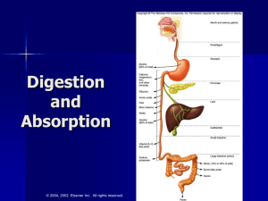 Digestion and Absorption Review