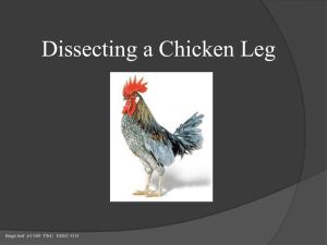 Chicken Foot Dissection Guide - Merrillville Community School