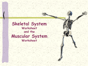 Muscular and Skeletal Systems PowerPoint