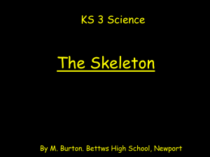 KS3 The skeleton[1]