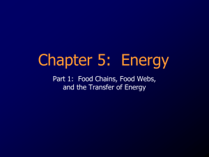 Food Chains and Webs 10