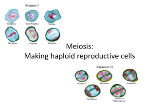 Meiosis: Making haploid reproductive cells