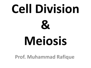 Cell Division & Meiosis