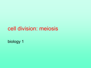 cell division: meiosis