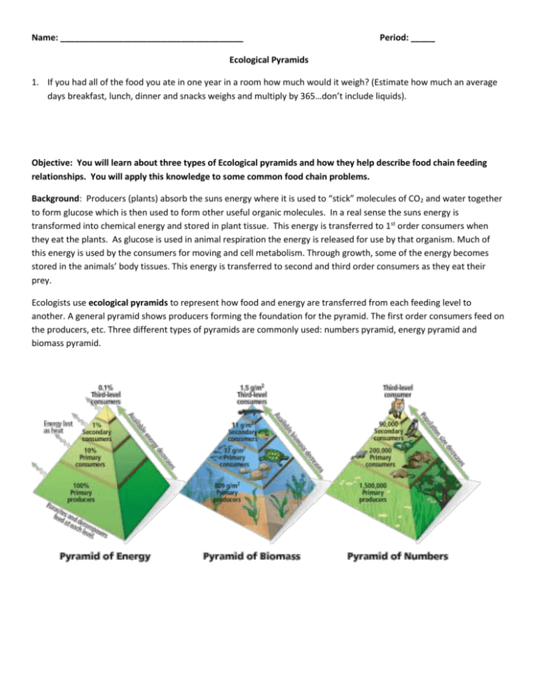 what-is-an-ecological-pyramid-describe-the-three-types