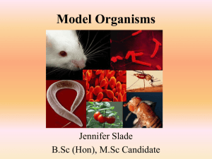 Model Organisms