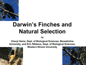 Darwin's Finches and Natural Selection