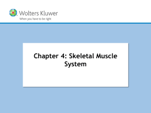 Basic Structure of Skeletal Muscle (continued)