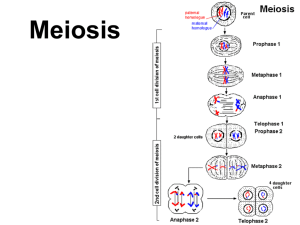 Meiosis