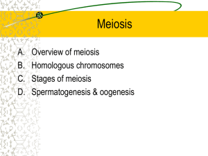 Chromosomes and Cellular Reproduction: Meiosis