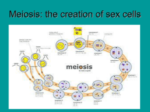 Meiosis Overview