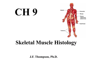 CH 9 Skeletal Muscle Histology