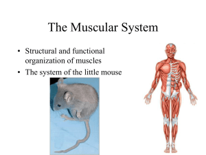 Muscle chapt10_lecture