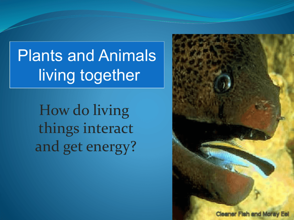 Plants and Animals Living Together