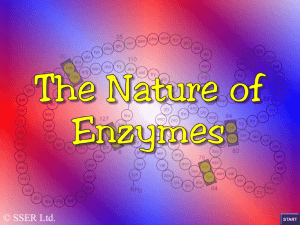 4.the nature of enzymes